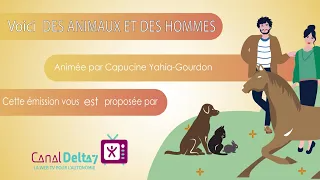 EMISSION - Des Animaux et des Hommes - Teambuilding avec des chevaux et équicoaching
